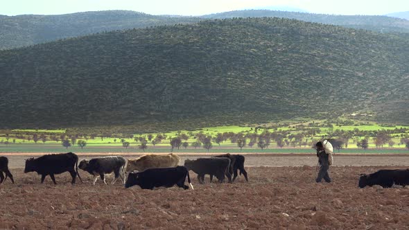 Cows and Shepherd Walking Through Field on a Flat Plain Surrounded by Scrubland Hills