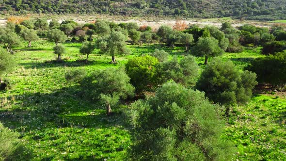 Moving Through Forest with a Large Olive Tree at the Front and Green Grass at Summer Season Aerial