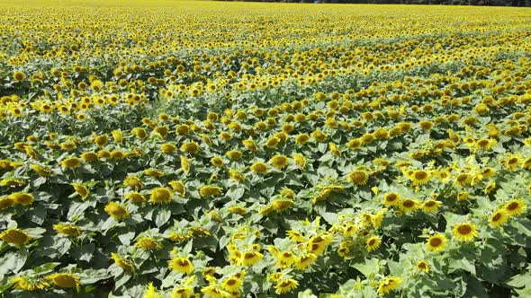 Aerial View of a Field with Sunflowers