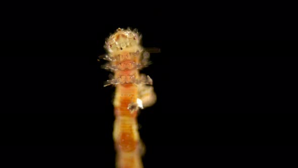 The Caterpillar-shaped or Eruciform Larva Under the Microscope