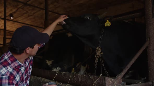 Young Happy Farmer Drinks Milk From a Bottle and Strokes a Cow
