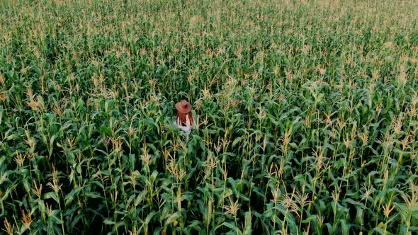 Young Farmer Girl in a Hat, on a Corn Field, Goes Through the Tall Corn Stalks in the Sun, Drone