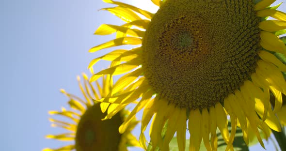 Two Sunflowers