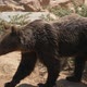 Large Brown Bear Goes Among Rocks and Bushes on a Sunny Day in Summer in Slo-mo - VideoHive Item for Sale