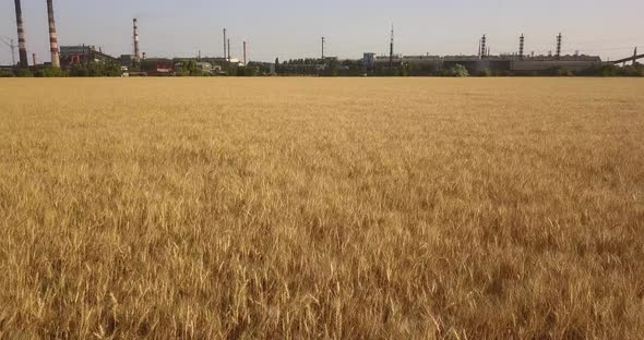 Flight Over A Field Of Wheat Near A Plant That Pollutes The Environment With Smoke From Pipes