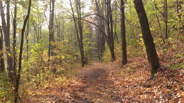 Moving through the forest trees by autumn 4K drone video