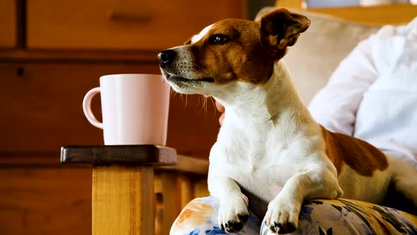 Terrier gets a proper neck scratch from owner, cute pet, static shot