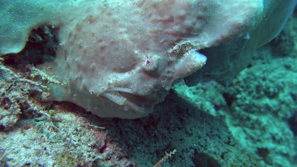 White Giant Frogfish (Antennarius commerson) close up on coral reef