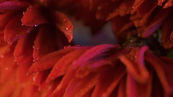 Beautiful Colorful Flower Covered with Dew