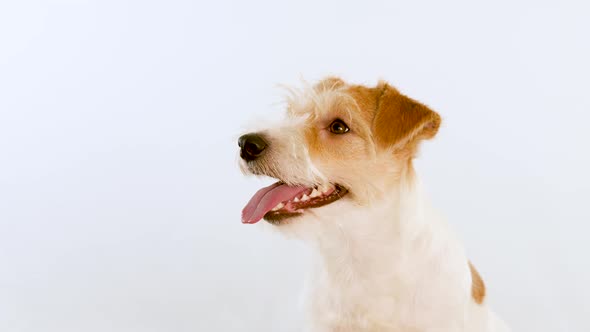 Portrait of the muzzle of a red dog in profile. Isolated on white background