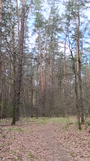 Vertical Video of the Small Road in the Forest During the Day