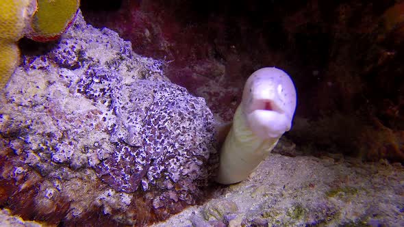 Stone Fish and Geometric Moray