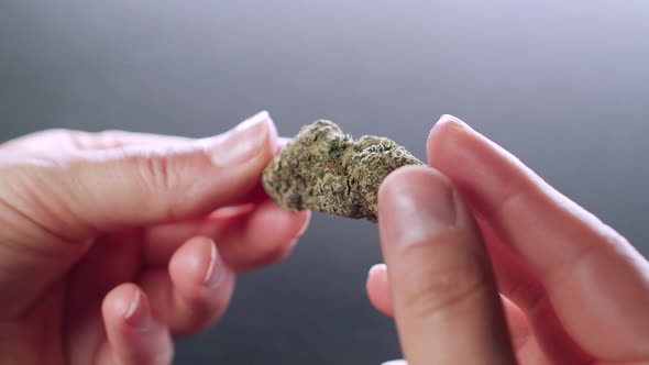Close up of person holding dried bud of cannabis, weed, marihuana. Sativa, Indica, Hybrid