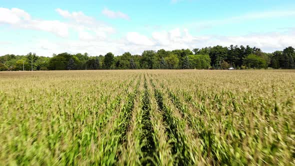 Drone footage over corn fields with car driving in background