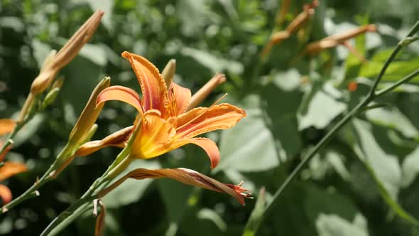 Beautiful orange day-lily plant slow-mo 1920X1080 HD footage -  Hemerocallis fulva flower shallow DO