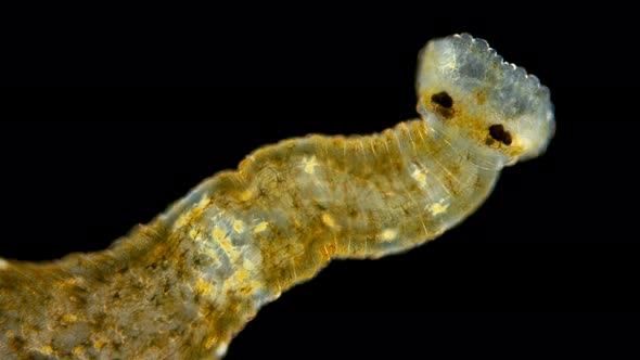 Leech Hirudinea, Baicalobdella Torquata Under a Microscope, Family Piscicolidae