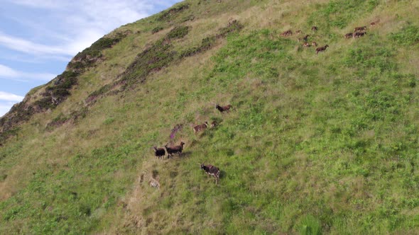 Wild Soay Sheep Grazing on the Side of a Grassy Mountain