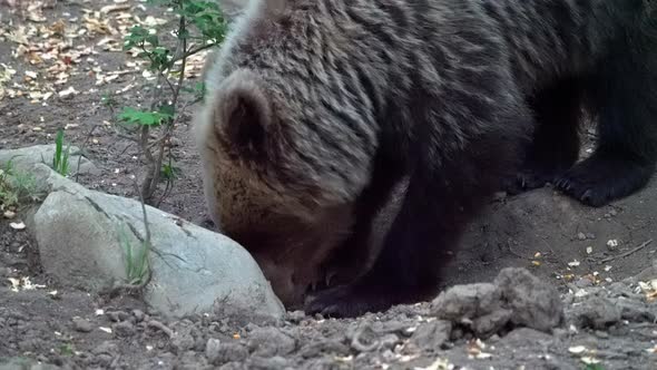 European brown bear digging with her paws behind a rock and eating