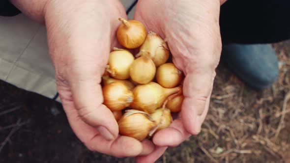 Closeup of Onion Seedlings on Women's Palms