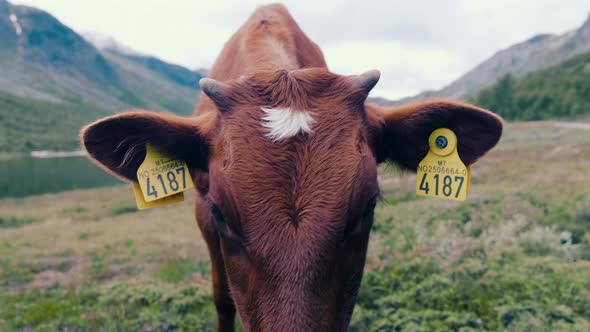 A Brown Cow With Yellow Ear Tags Interestingly Looking Close On The Camera - extreme close up