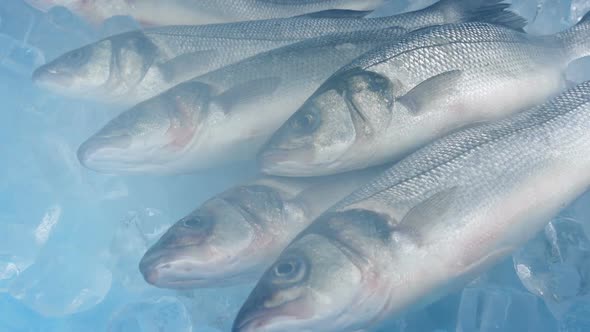 Icy Vapor Moving Over Fishes