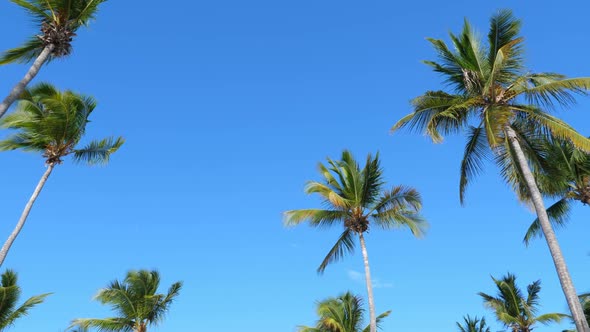 Top of Coconut Palm Trees with Blue Sky Background