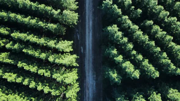 High view of a deserted road leading through a densely planted pine forest. Revealing drone view