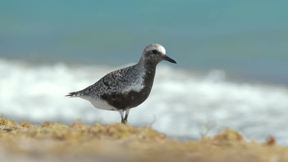 BlackBellied Plover Wild Sea Birdlooking for Food on Seaside in Summer