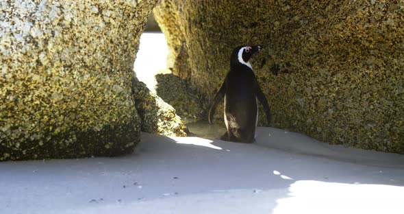 Young penguin bird in the beach 4k