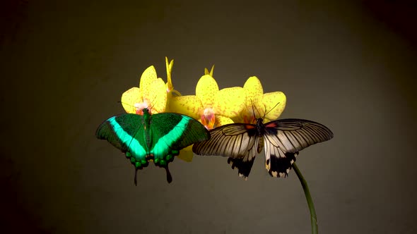 Butterflies on Yellow Flower Orchid