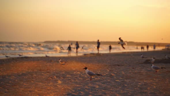 Seagulls walking on sandy beach with people in the evening. Many birds are looking for food