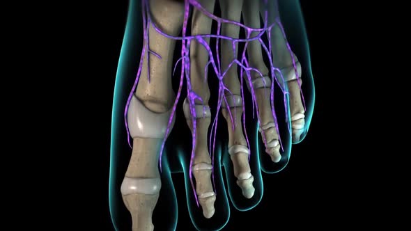 Nerve endings in the toes
