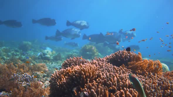 a bautifully sight when a big group of bumpheads roaming a shallow colorful reef in Indonesia