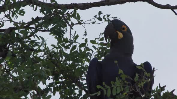 Lear macaw resting on tree of Caatinga Brazil Closeup