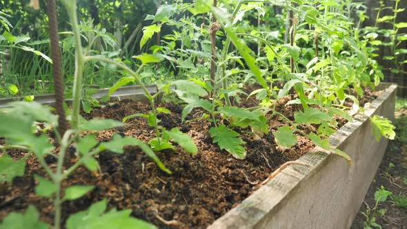 Closeup Dolly Video of Organic Tomato Vegetable Seedlings Growing on Fertilized and Watered Soil on