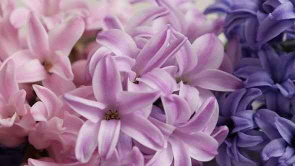Slow pan on pink and purple fragrant flowering Hyacinth  plant 4K 2160p 30fps UltraHD footage - Clos