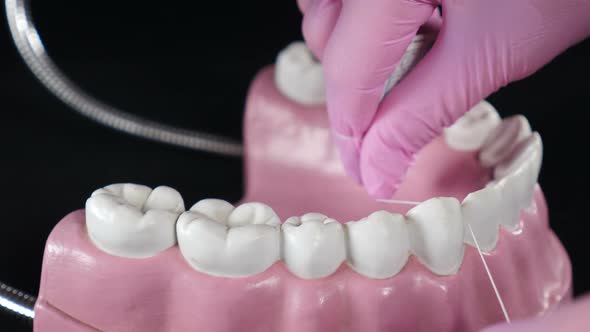 Orthodontist Showing How to Clean Teeth Using Dental Floss and Plastic Jaw Model