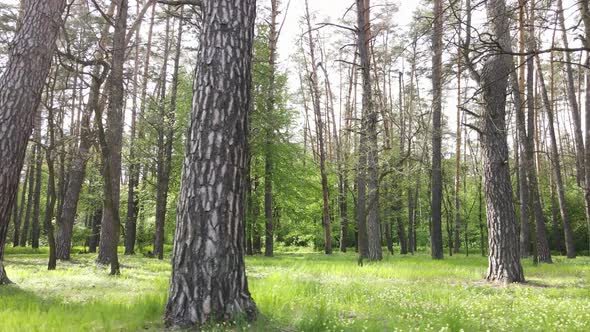 Wild Forest Landscape on a Summer Day