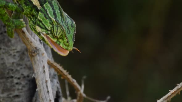 Mediterranean Chameleon Hunting a Cricket