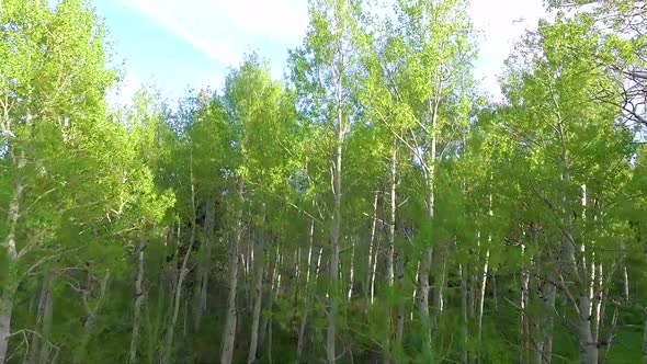 Aerial view of taking off in an aspen grove and flying high to reveal a vast aspen and pine forest i