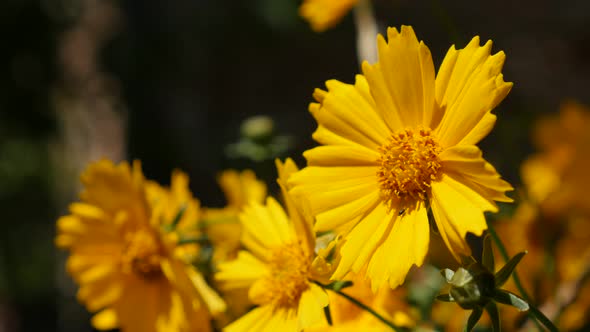 Beautiful yellow Coreopsis auriculata  flower in the garden 4K 2160p 30fps UltraHD footage - Mouse-e