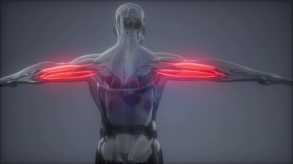 Triceps - Visible Muscle Anatomy Map alt