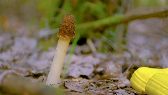 Verpa bohemica in the spring forest. A girl cuts a mushroom with a special camping knife