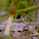 Verpa bohemica in the spring forest. A girl cuts a mushroom with a special camping knife - VideoHive Item for Sale