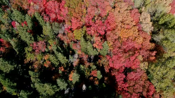 Fall color from aerial view above colorful forest