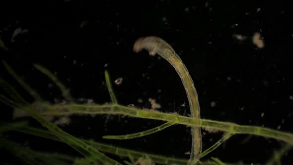 Microscopic Chironomidae (Midge Fly larva) feeds amid aquatic plants.