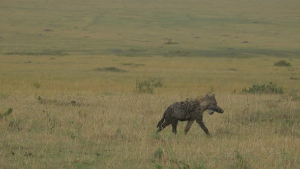 Hyena carrying a zebra leg in Maasai Mara