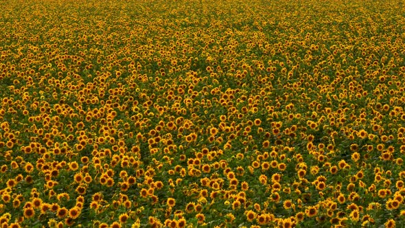 Sunflowers Endless Texture