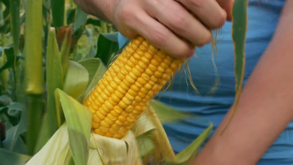 Closeup of a Ripe Ear of Golden Corn Being Torn From a Branch