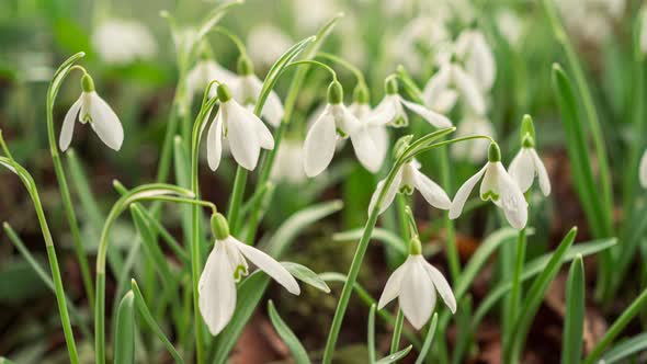 Spring Snowdrop Flowers